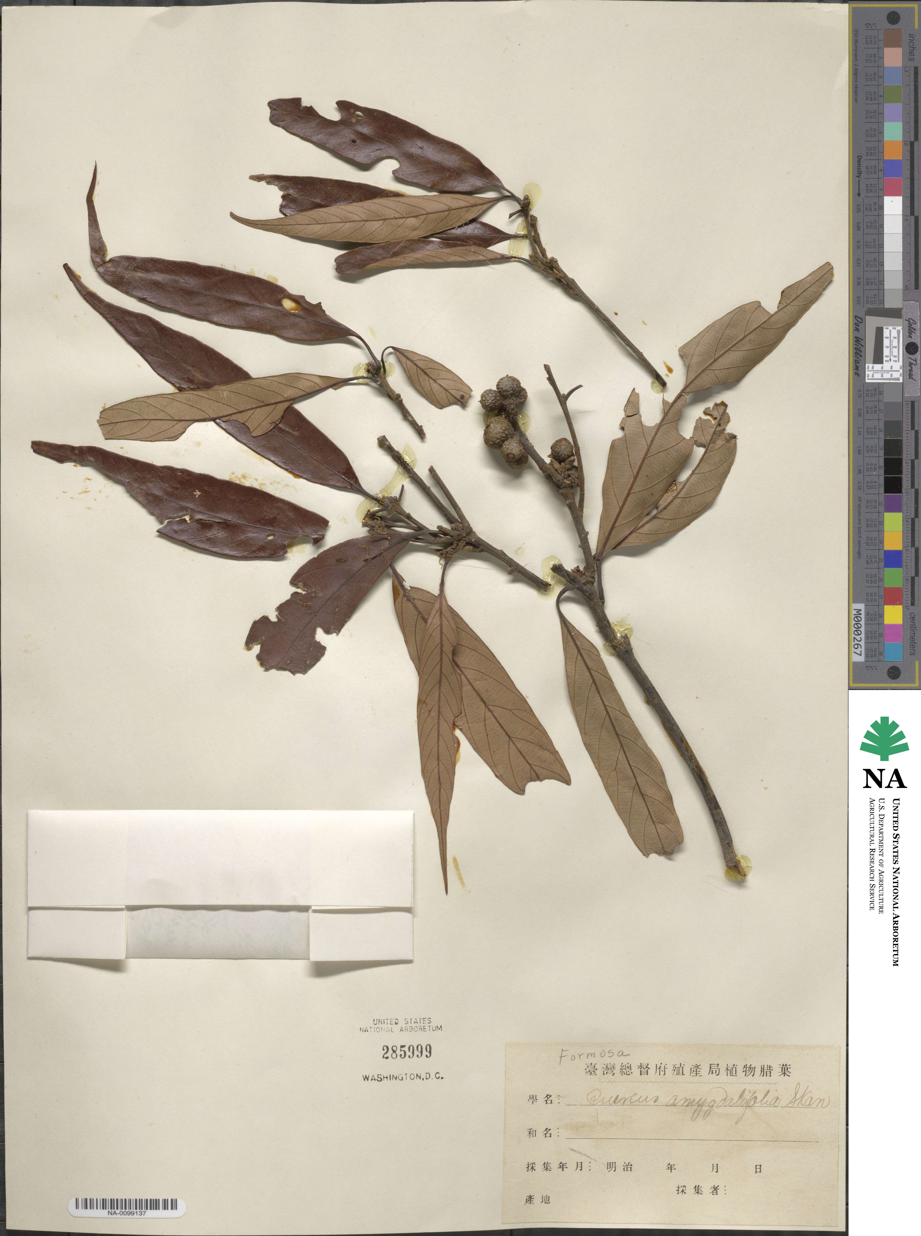 Lithocarpus amygdalifolius image