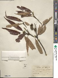 Image of Lithocarpus amygdalifolius