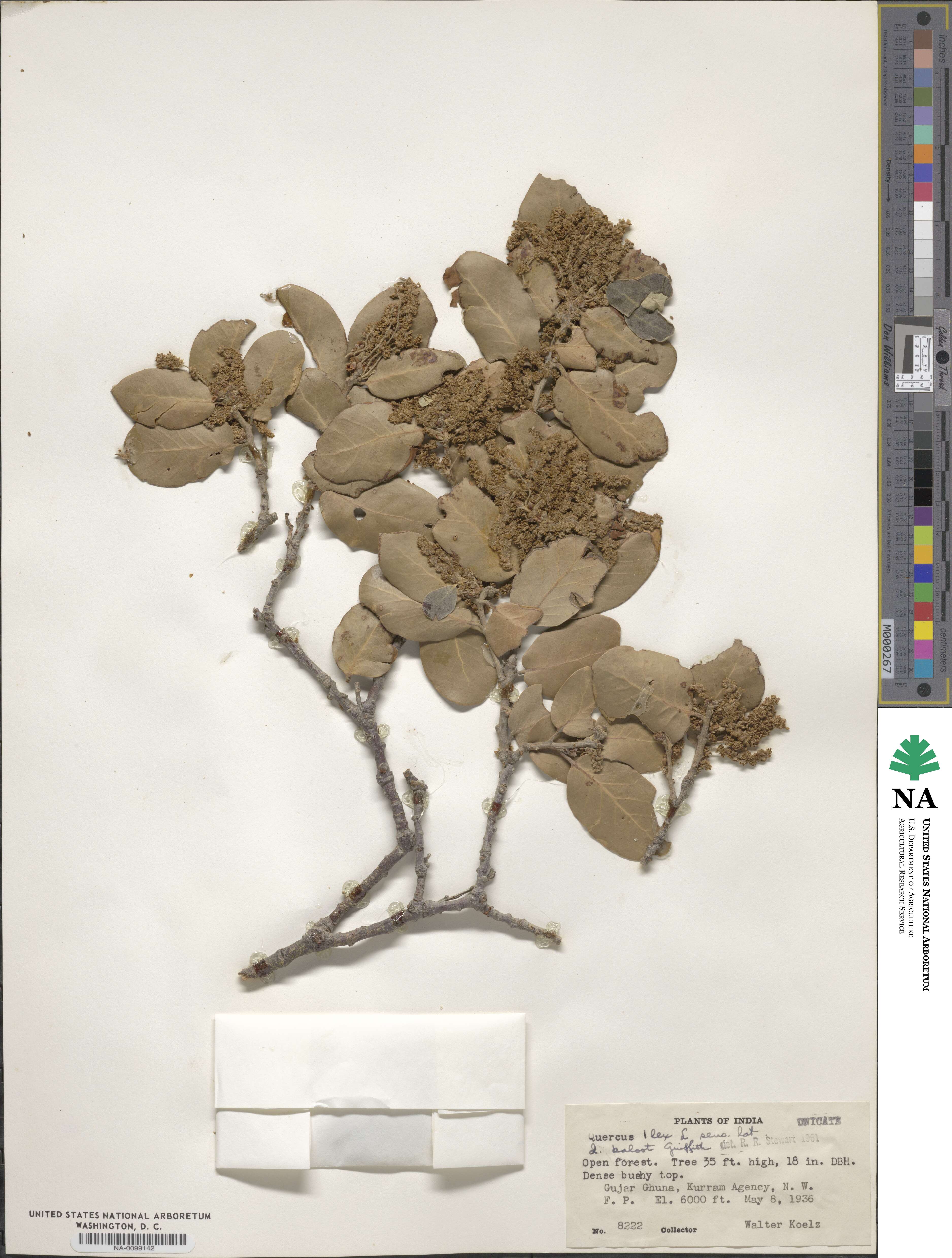 Quercus baloot image