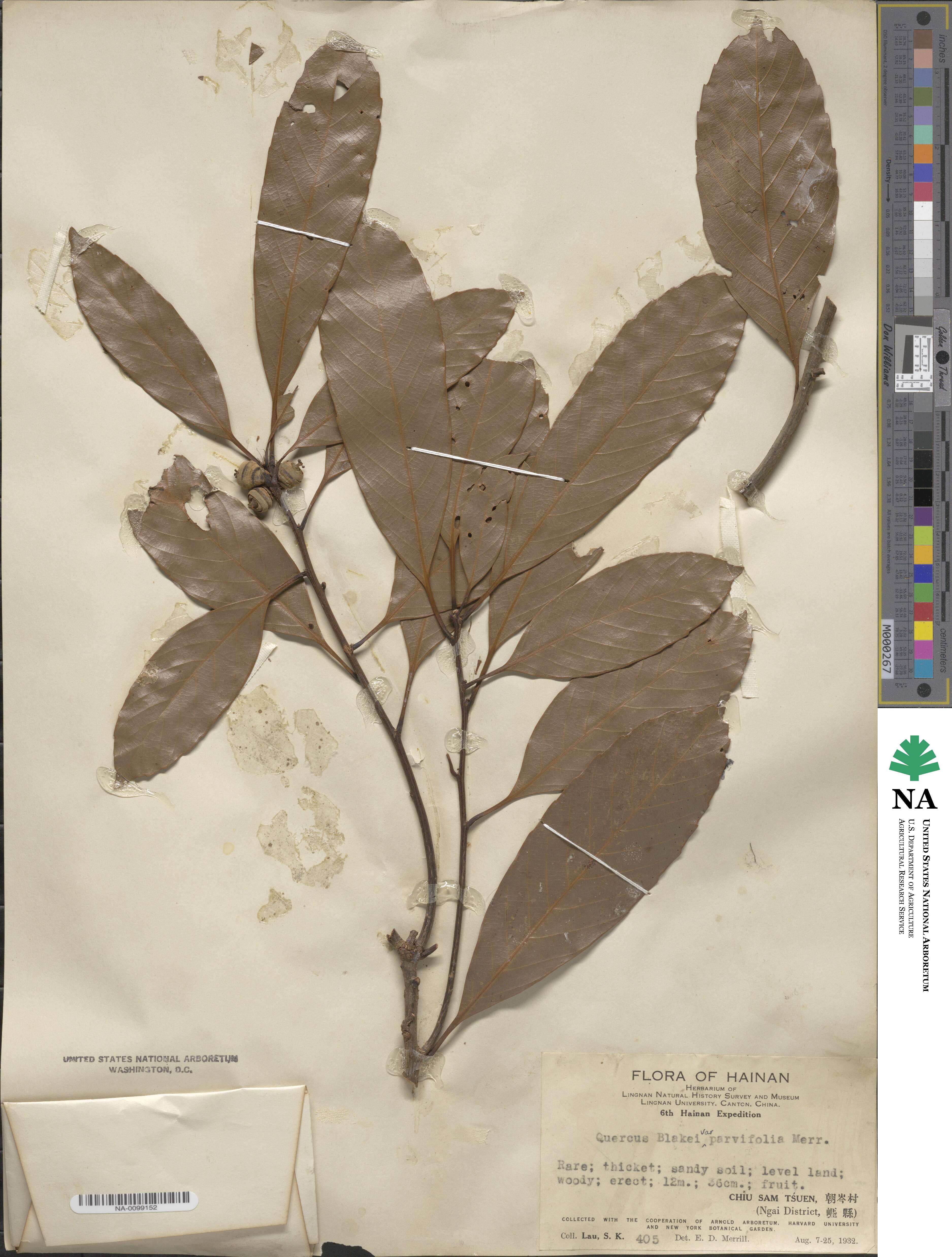 Quercus blakei image