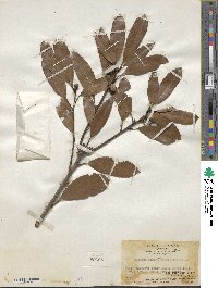 Quercus blakei image