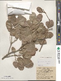 Quercus infectoria subsp. veneris image