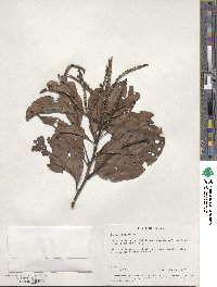 Image of Quercus brandisiana