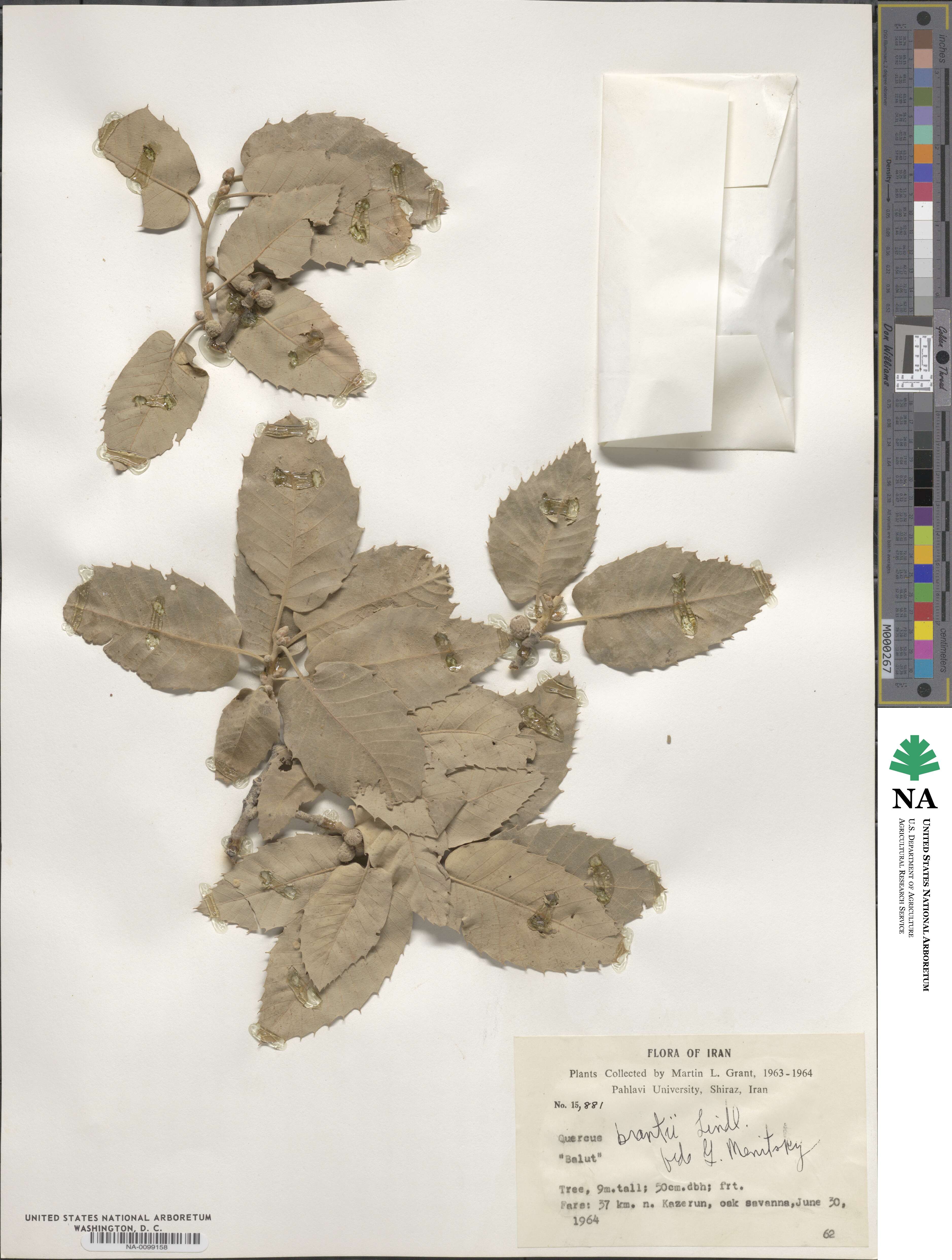 Quercus brantii image