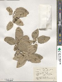 Quercus brantii image