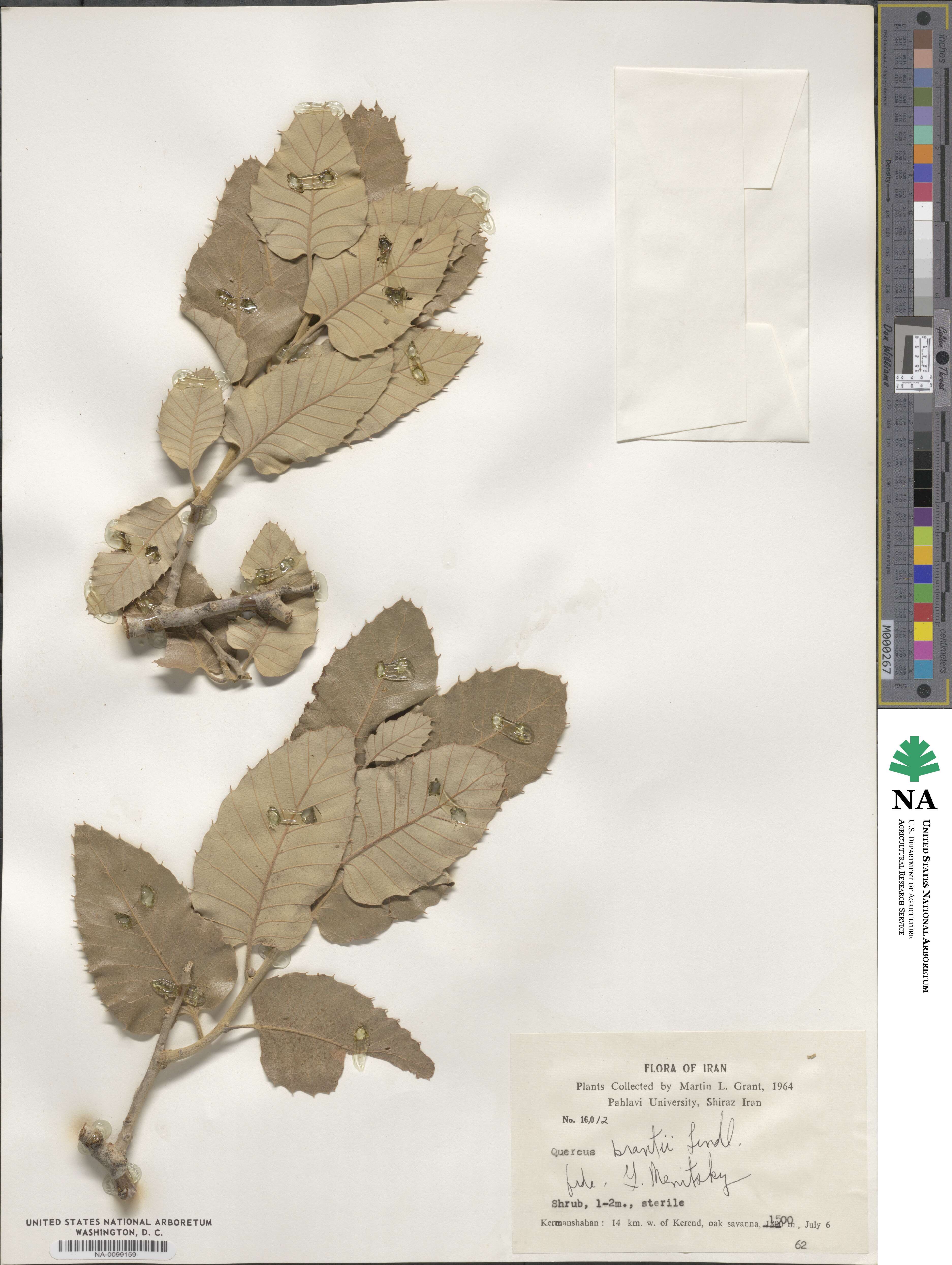 Quercus brantii image