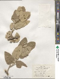 Quercus brantii image