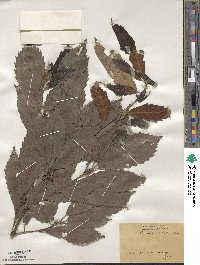 Quercus serrata image