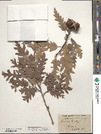 Quercus cerris image