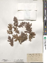 Quercus cerris image