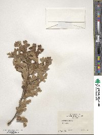 Quercus cerris image