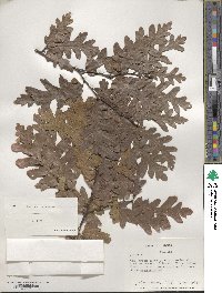 Quercus cerris image