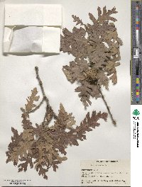 Quercus cerris image