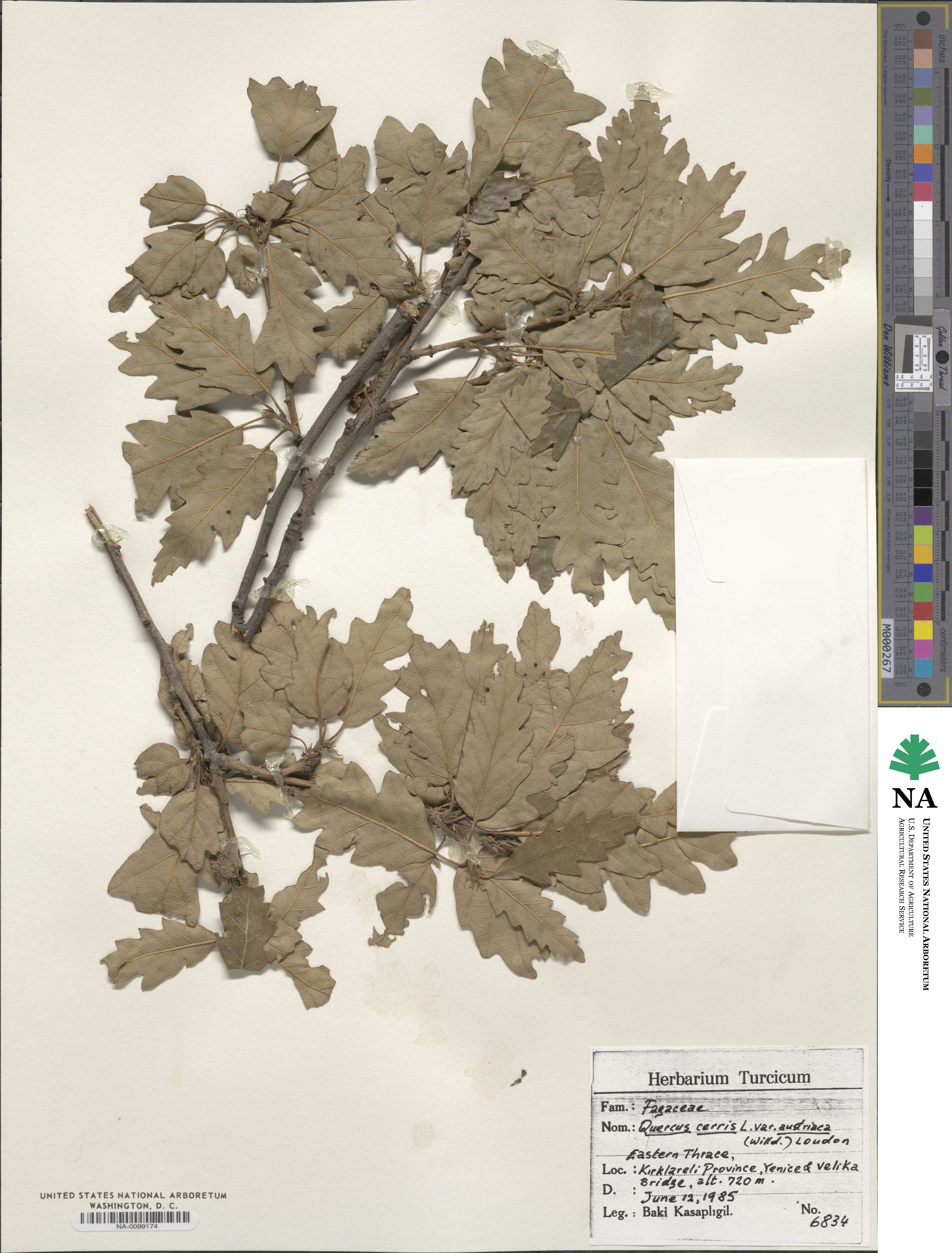 Quercus cerris image