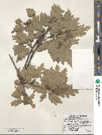 Quercus cerris image