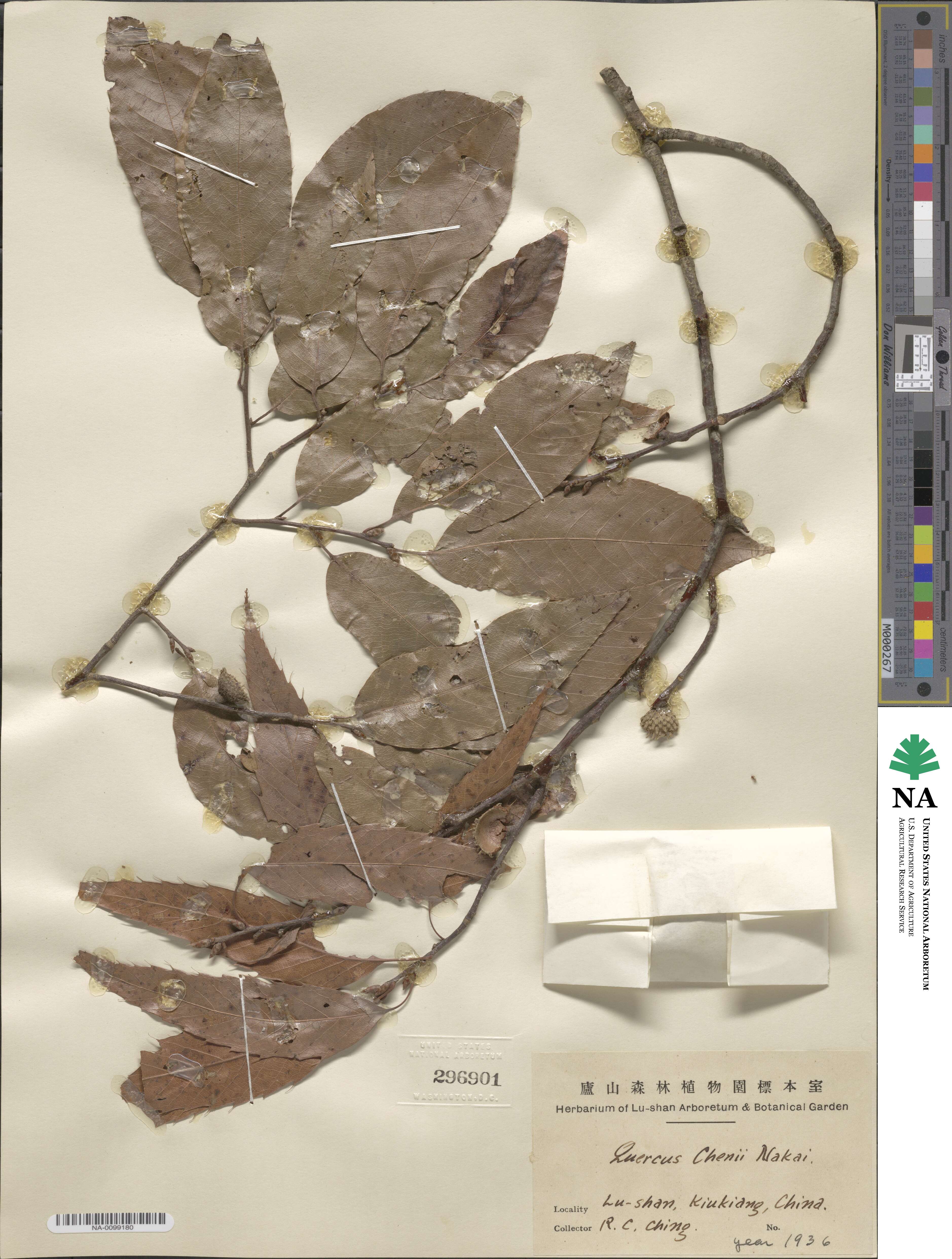 Quercus chenii image