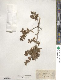 Quercus coccifera image