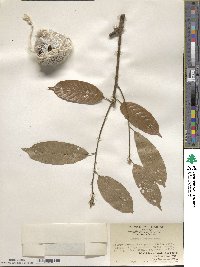 Lithocarpus corneus image