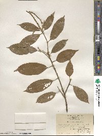 Lithocarpus corneus image