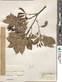 Lithocarpus corneus image