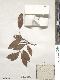 Lithocarpus corneus image