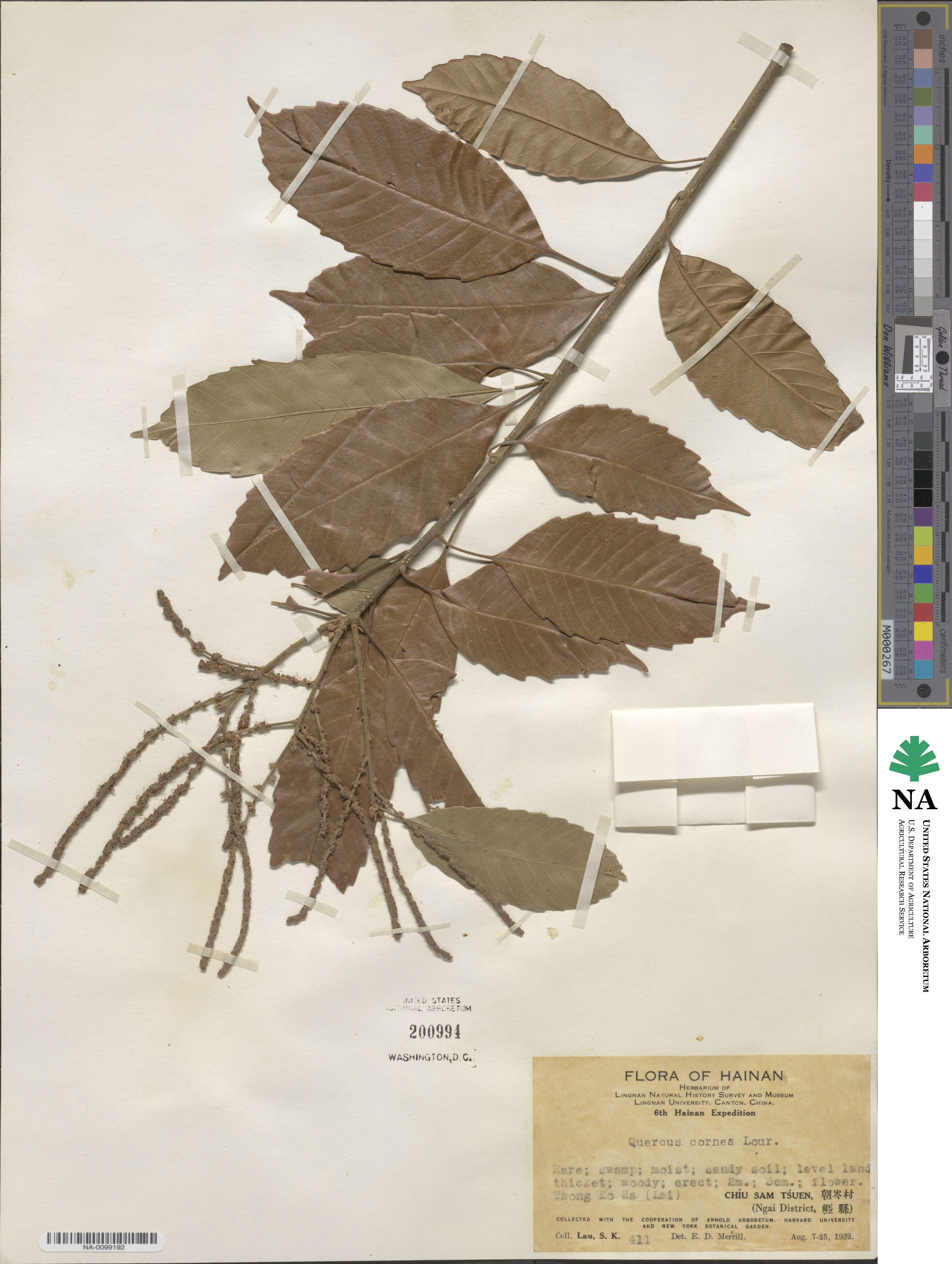 Lithocarpus corneus image