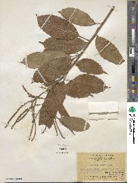 Lithocarpus corneus image