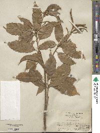 Lithocarpus corneus image