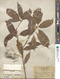 Lithocarpus corneus image