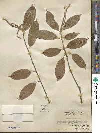 Lithocarpus corneus image