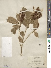 Lithocarpus corneus image