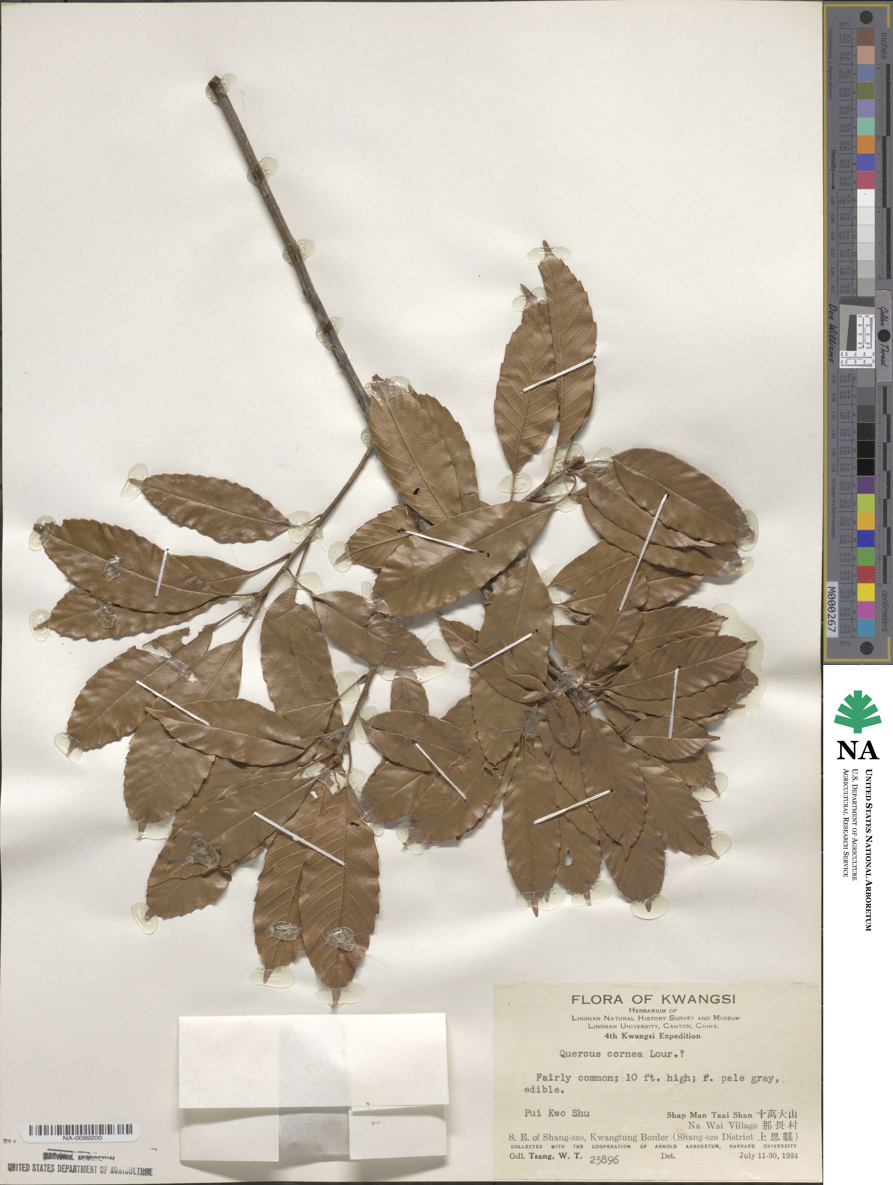 Lithocarpus corneus image