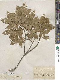 Lithocarpus corneus image