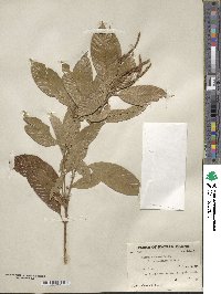 Lithocarpus corneus image