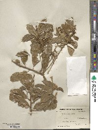 Lithocarpus corneus image