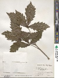 Quercus mongolica var. crispula image