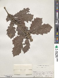 Quercus mongolica var. crispula image