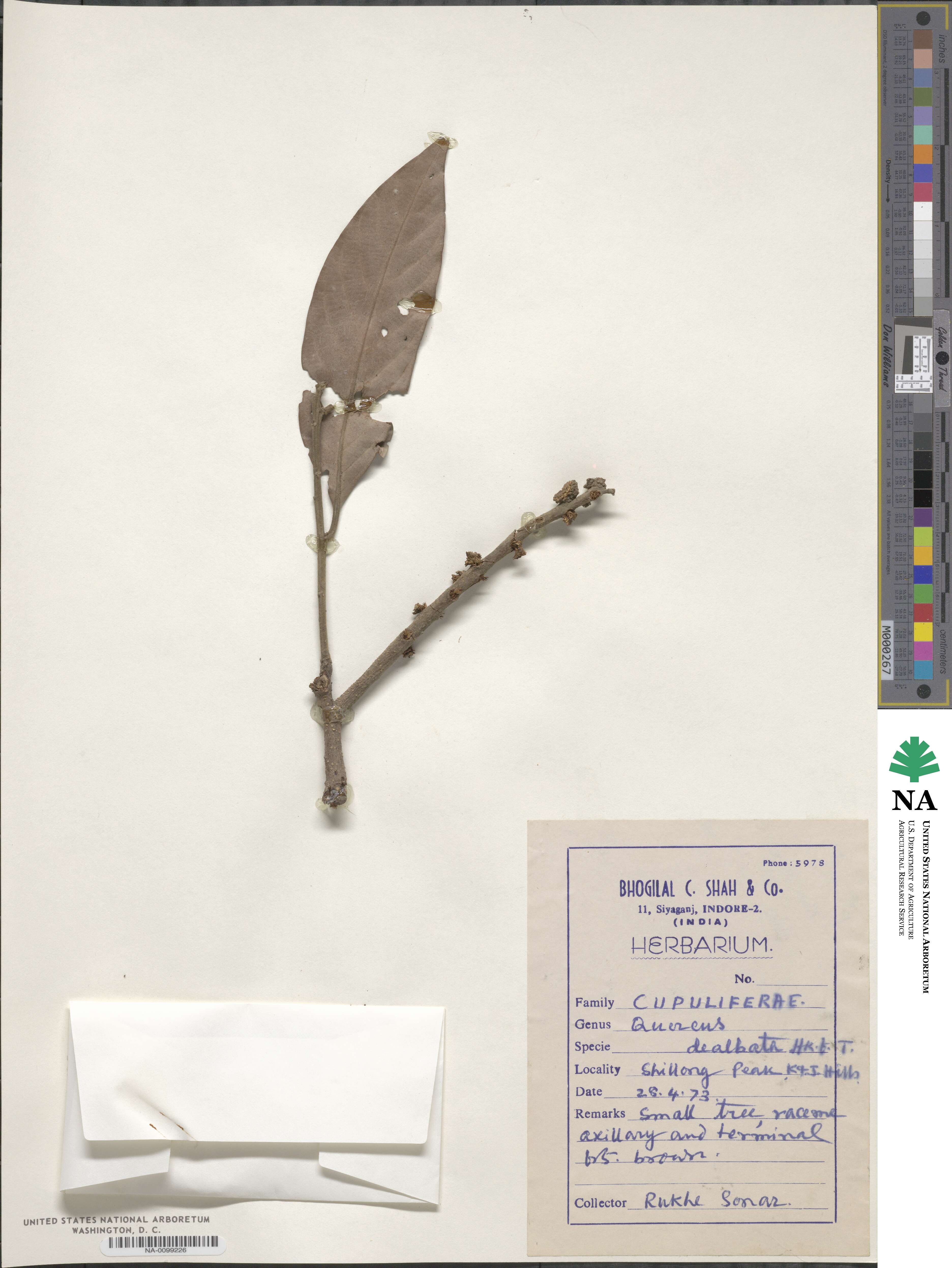 Quercus dealbata image