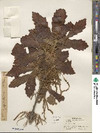 Quercus dentata image