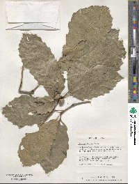 Quercus dentata image