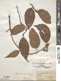 Quercus engleriana image