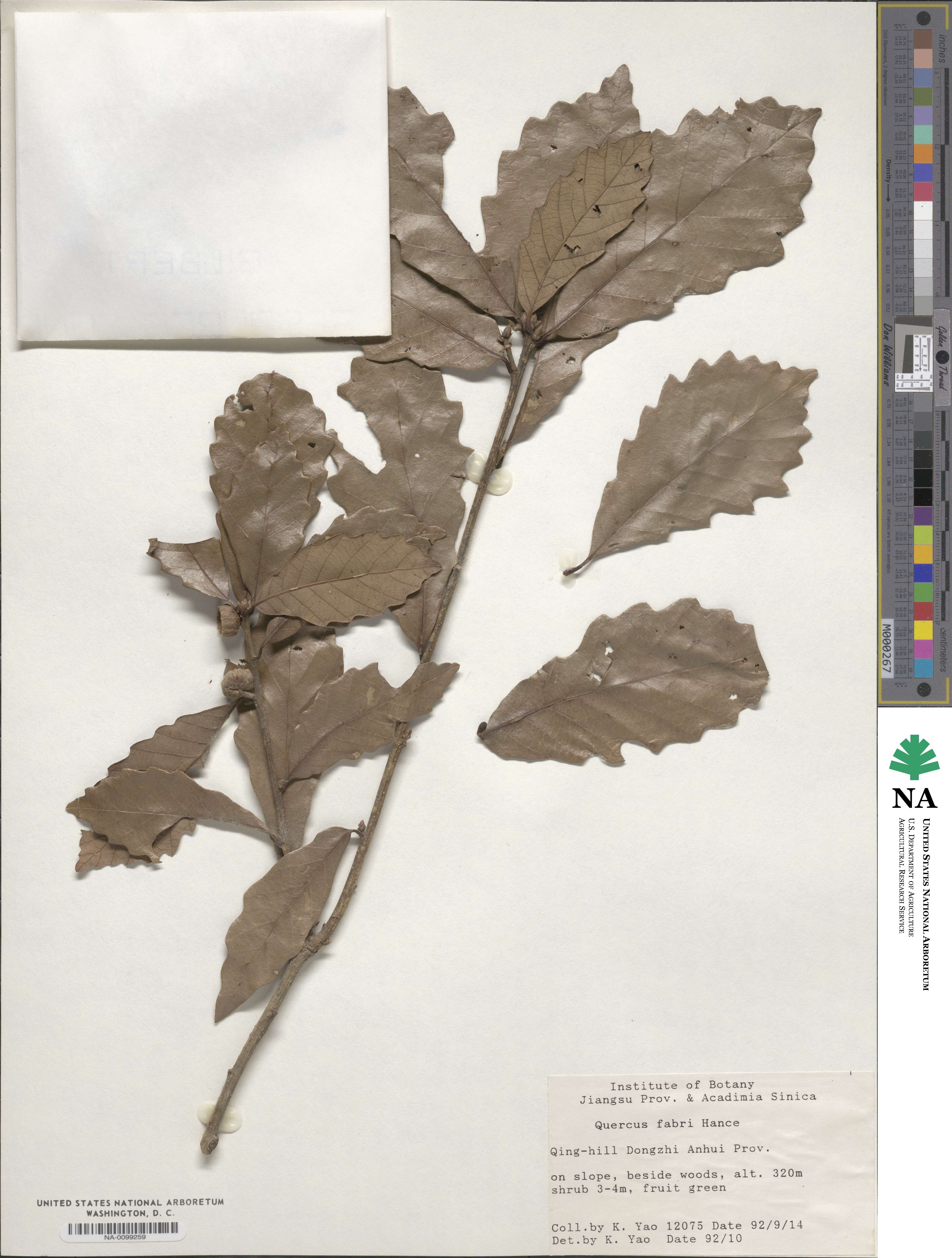 Quercus fabri image