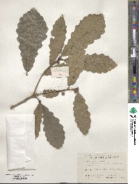 Quercus fabri image