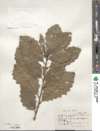 Quercus fabri image