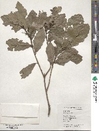 Quercus fabri image