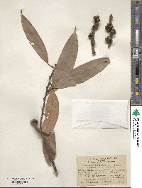 Lithocarpus fenestratus image