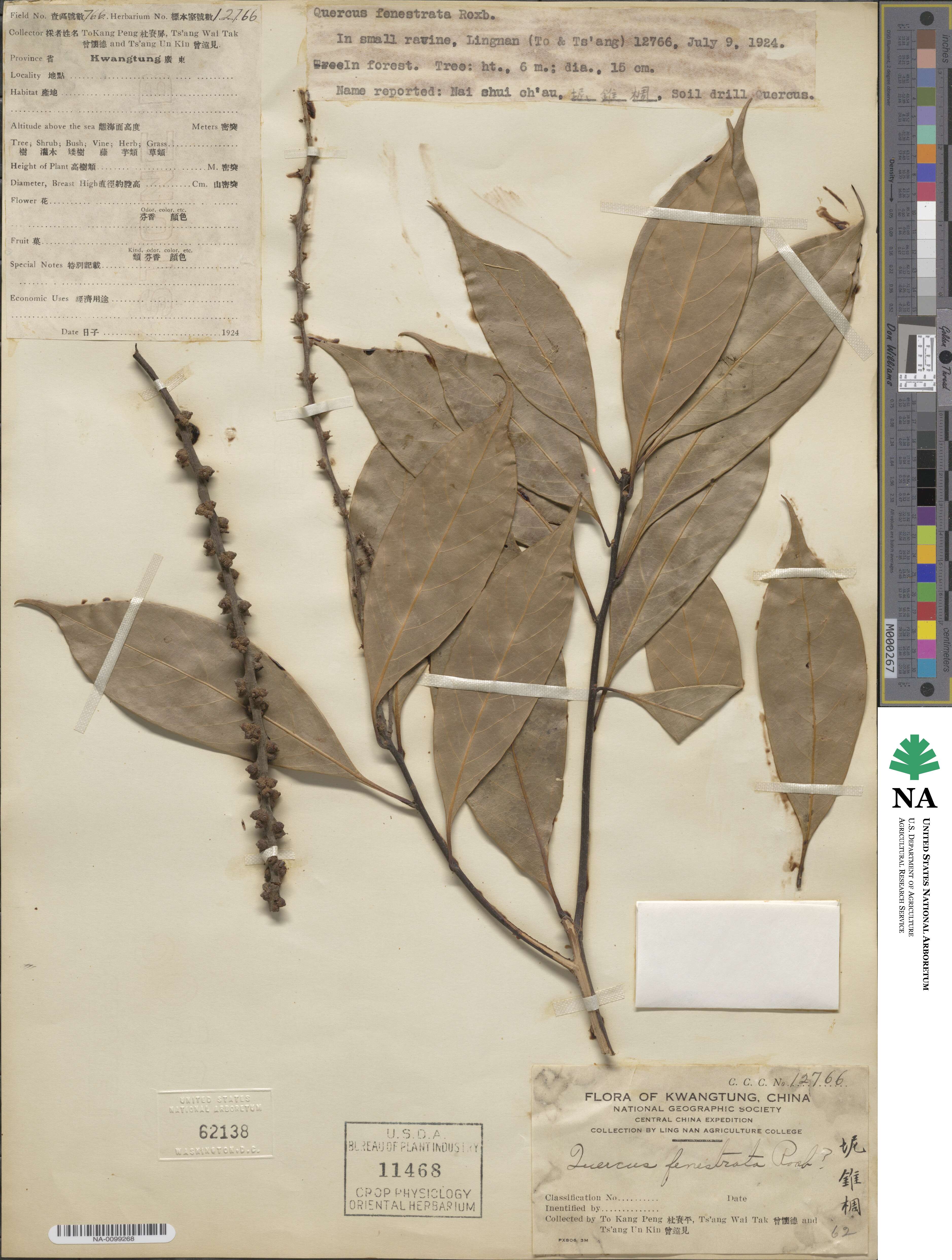 Lithocarpus fenestratus image