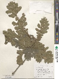 Quercus conferta image