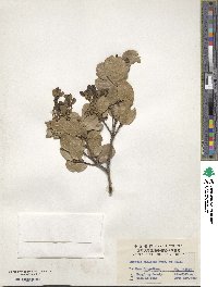 Quercus gilliana image