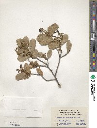 Quercus gilliana image